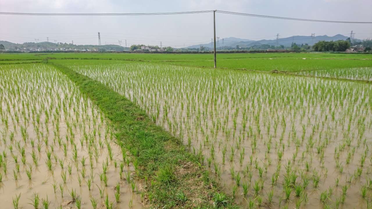 油菜花田下的自力村 旅游 自力村 开平 景点 碉楼 油菜田 油菜花