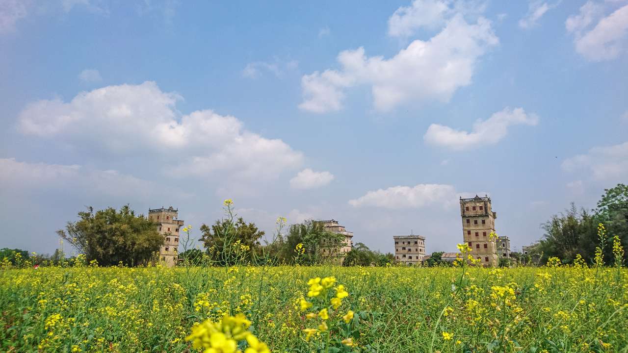 油菜花田下的自力村 旅游 自力村 开平 景点 碉楼 油菜田 油菜花