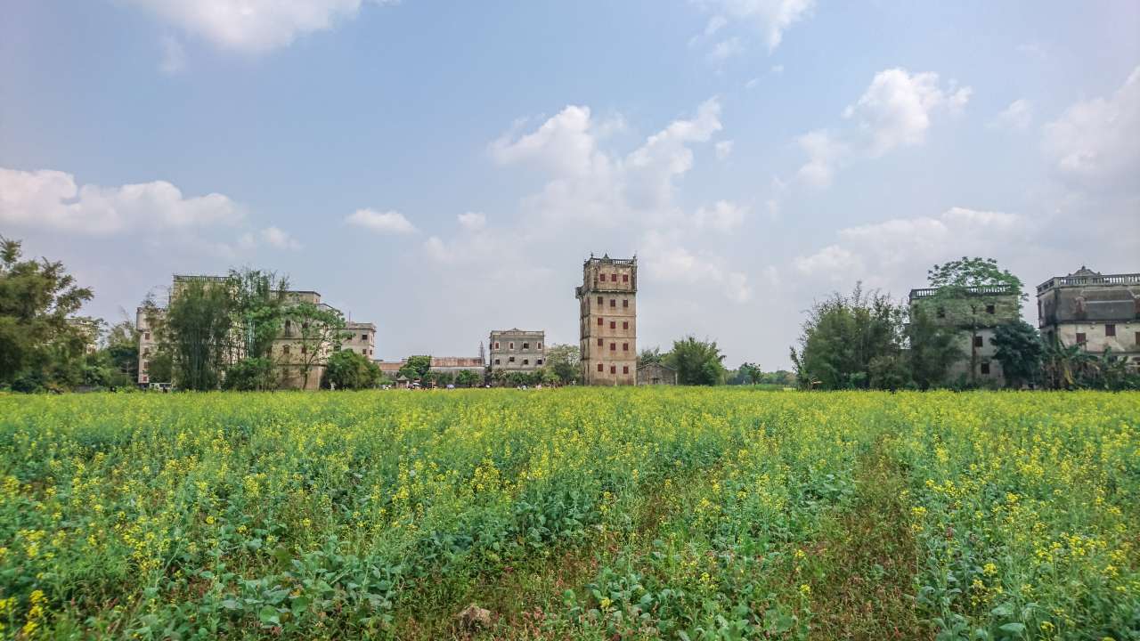 油菜花田下的自力村 旅游 自力村 开平 景点 碉楼 油菜田 油菜花