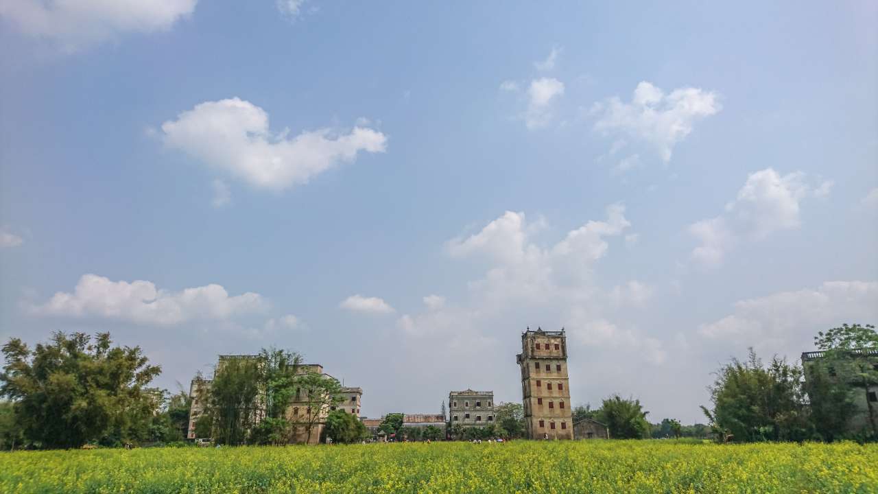 油菜花田下的自力村 旅游 自力村 开平 景点 碉楼 油菜田 油菜花