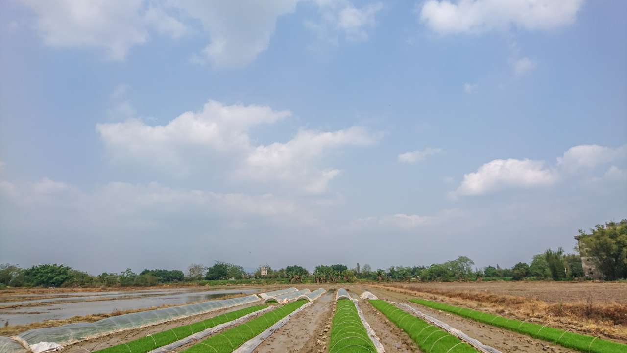 油菜花田下的自力村 旅游 自力村 开平 景点 碉楼 油菜田 油菜花