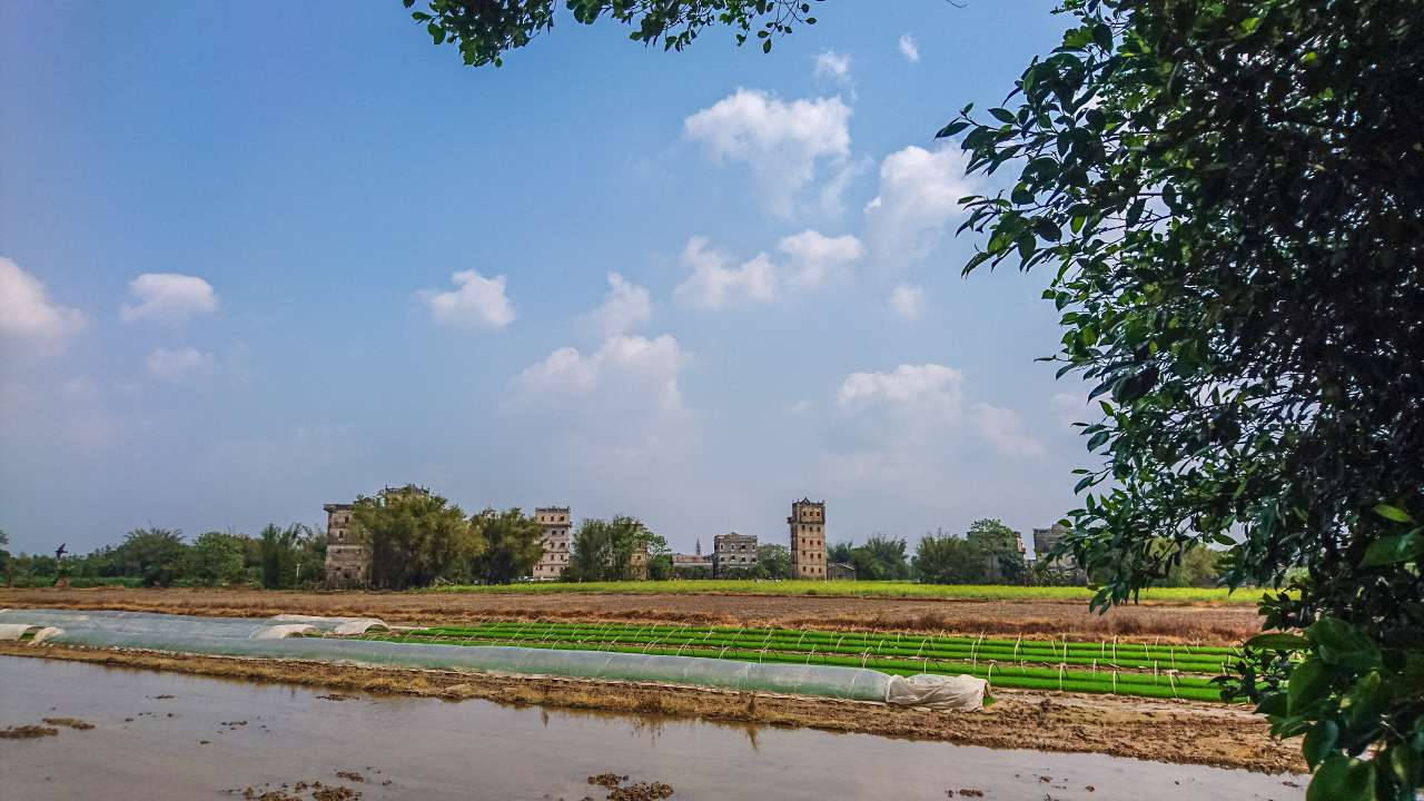 油菜花田下的自力村 旅游 自力村 开平 景点 碉楼 油菜田 油菜花
