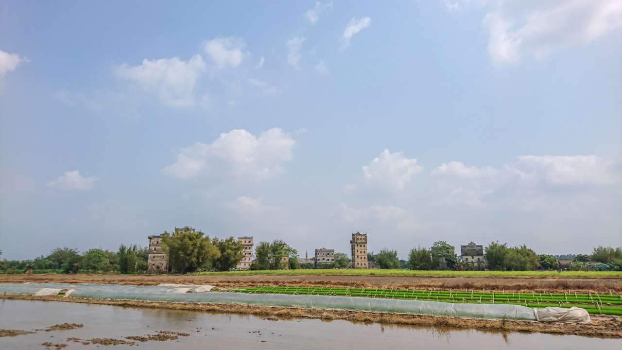 油菜花田下的自力村 旅游 自力村 开平 景点 碉楼 油菜田 油菜花