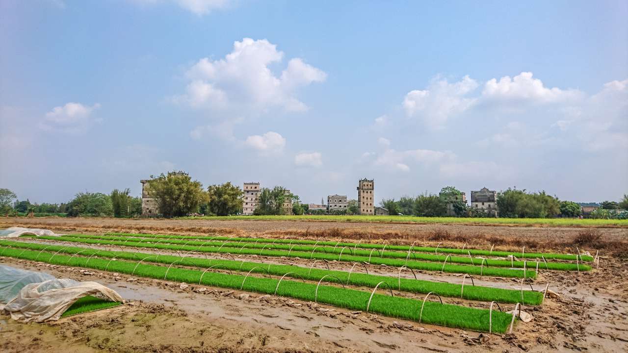 油菜花田下的自力村 旅游 自力村 开平 景点 碉楼 油菜田 油菜花