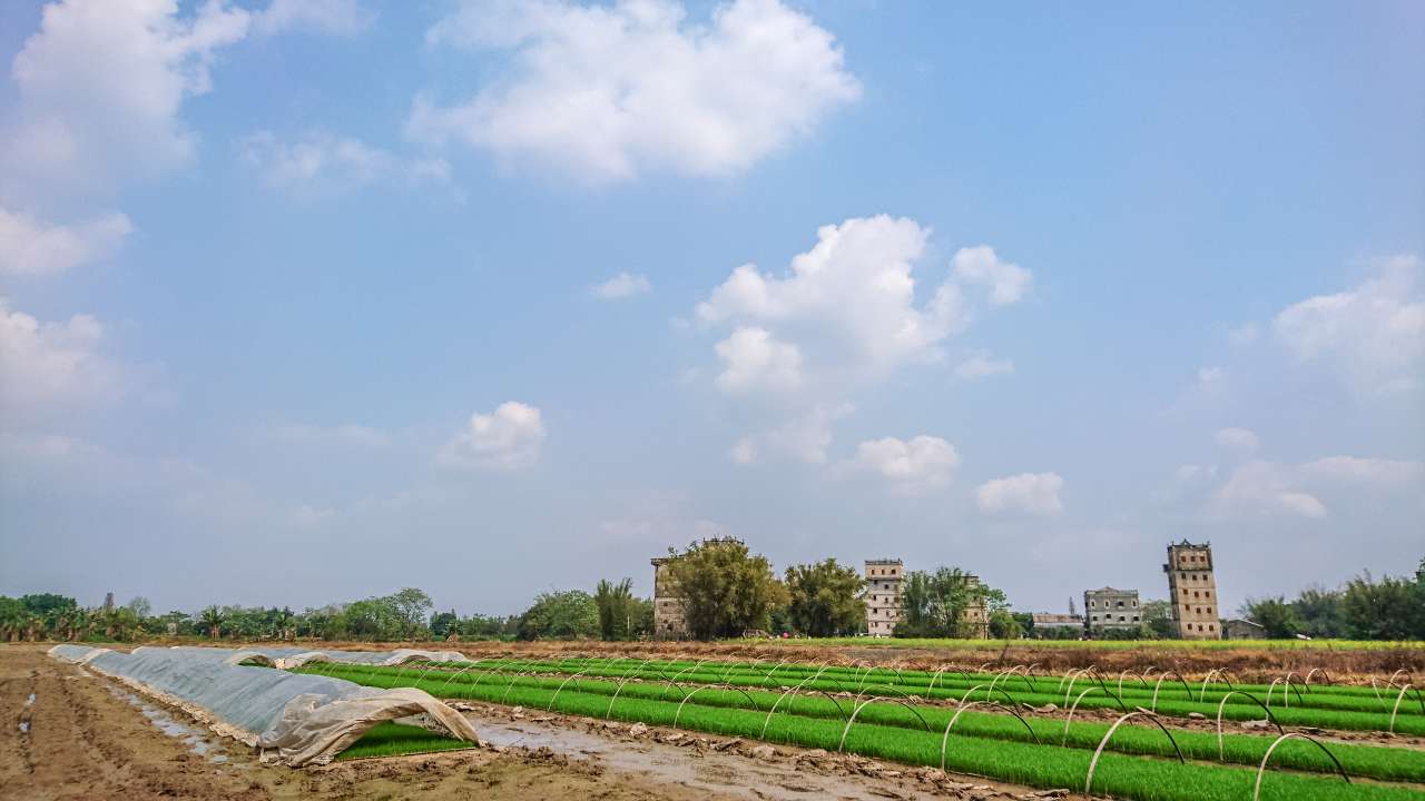 油菜花田下的自力村 旅游 自力村 开平 景点 碉楼 油菜田 油菜花