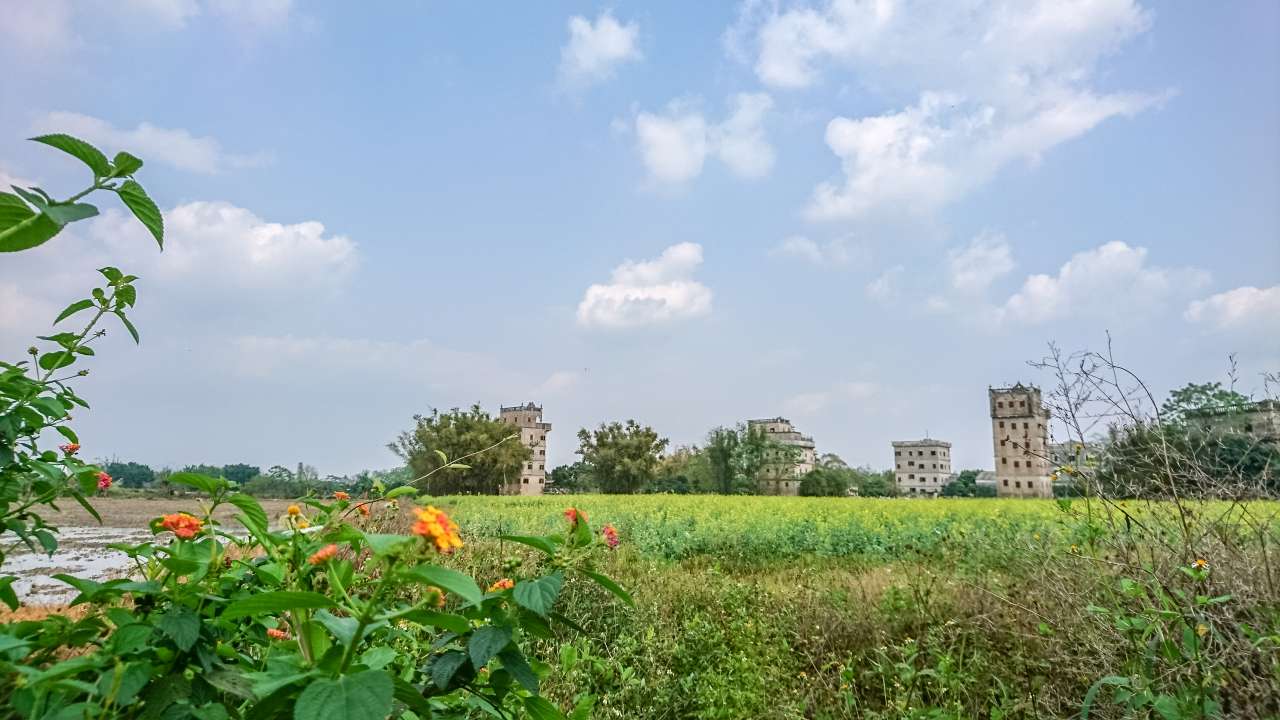 油菜花田下的自力村 旅游 自力村 开平 景点 碉楼 油菜田 油菜花