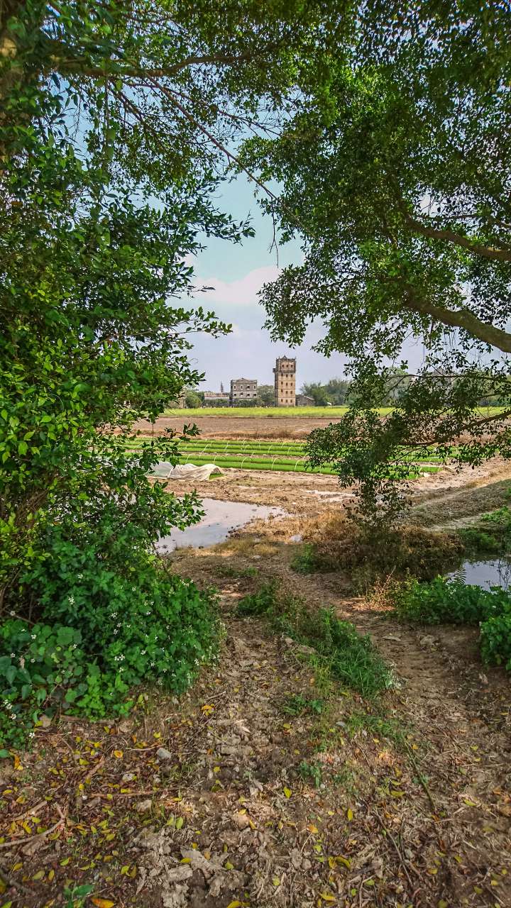 油菜花田下的自力村 旅游 自力村 开平 景点 碉楼 油菜田 油菜花