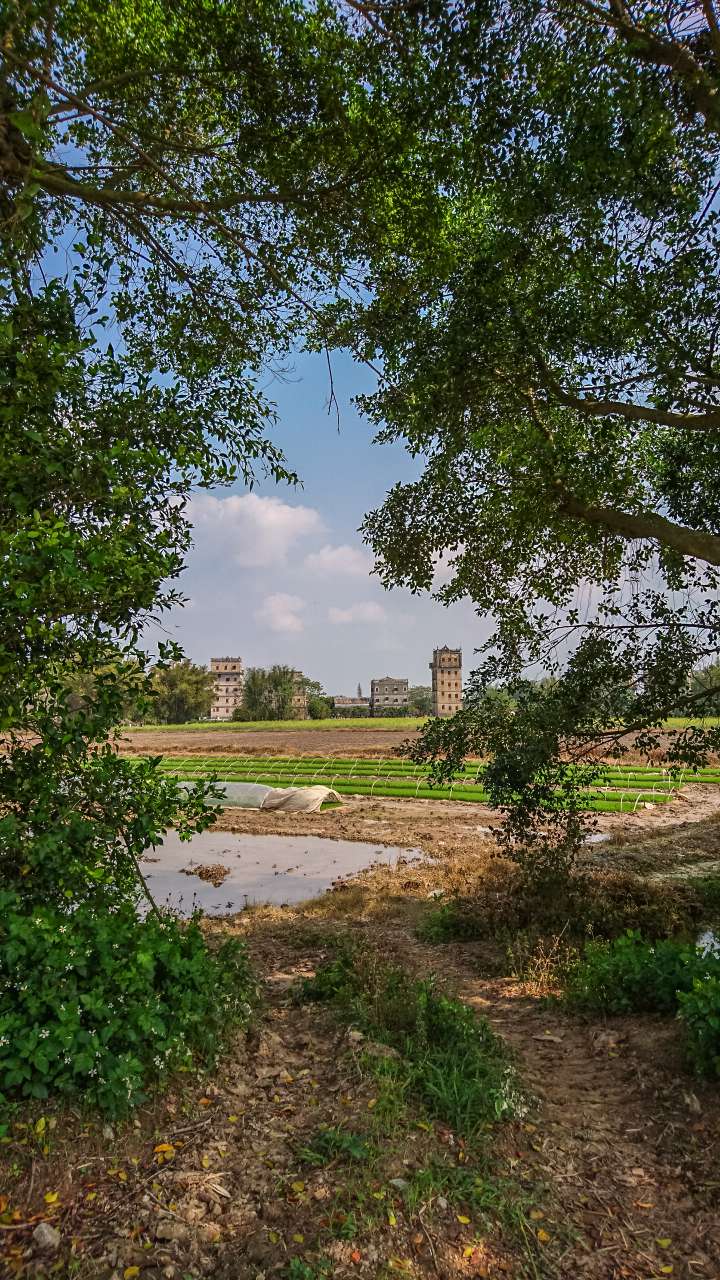 油菜花田下的自力村 旅游 自力村 开平 景点 碉楼 油菜田 油菜花
