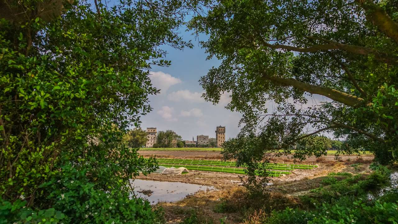油菜花田下的自力村 旅游 自力村 开平 景点 碉楼 油菜田 油菜花
