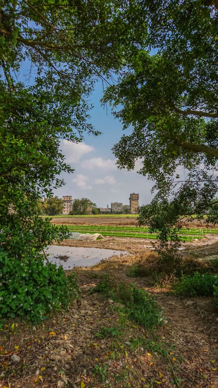油菜花田下的自力村 旅游 自力村 开平 景点 碉楼 油菜田 油菜花