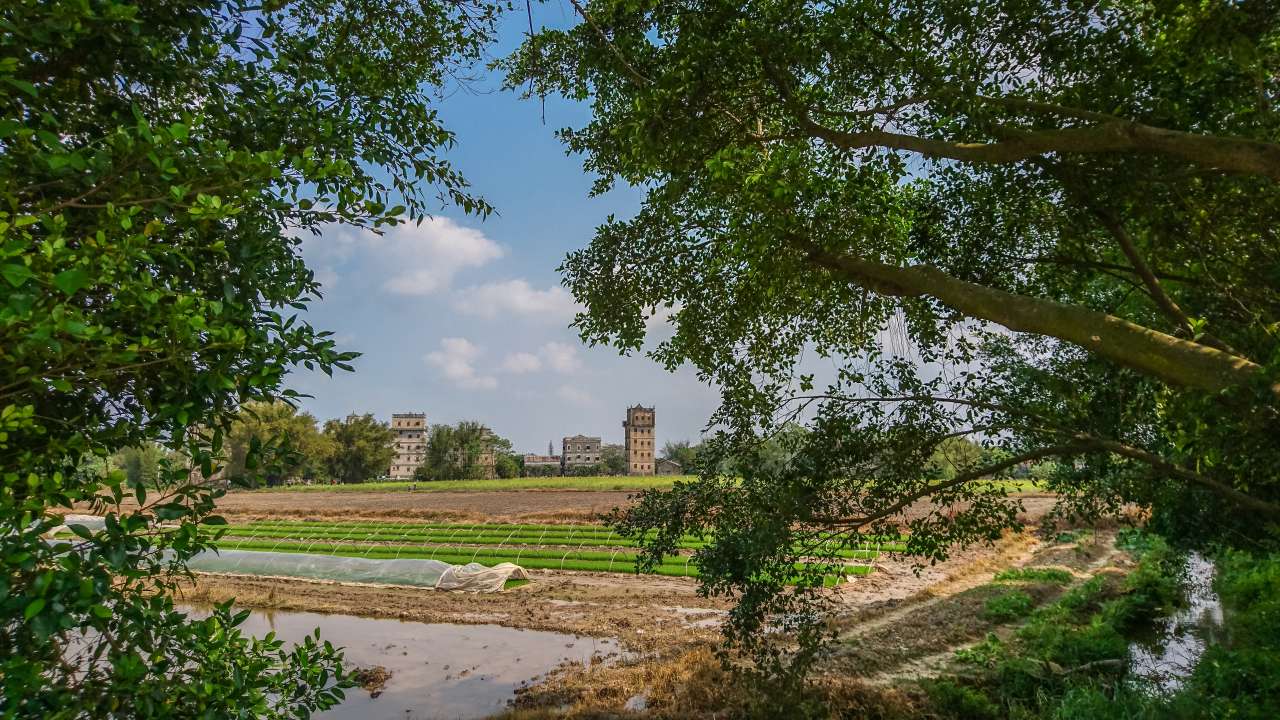 油菜花田下的自力村 旅游 自力村 开平 景点 碉楼 油菜田 油菜花