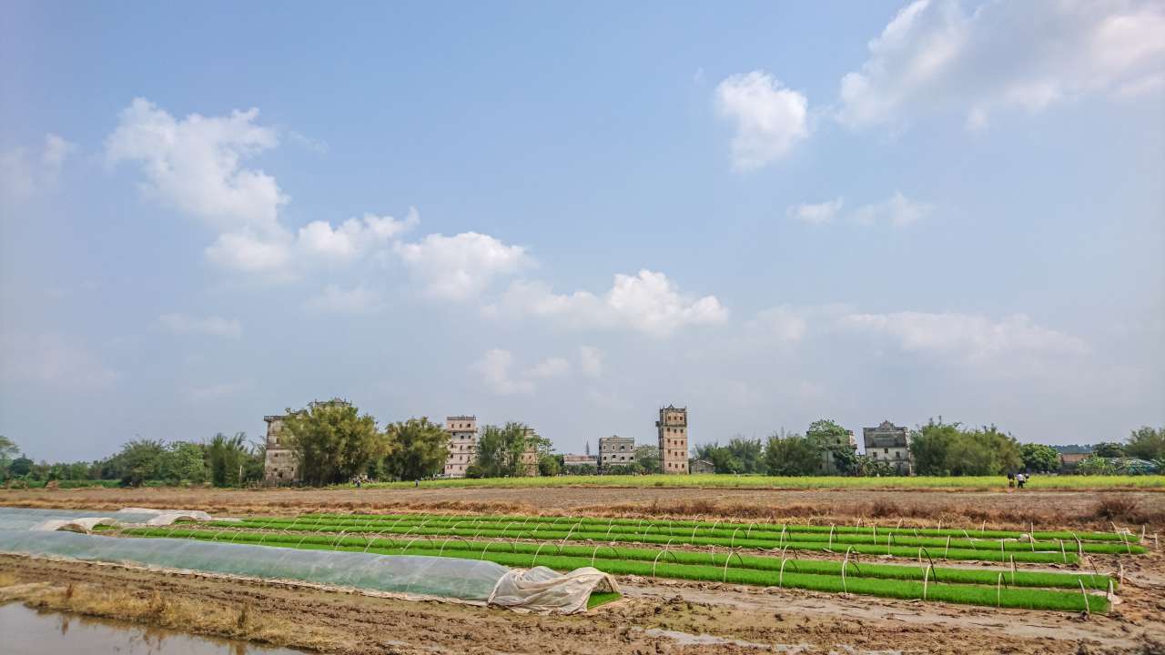 油菜花田下的自力村 旅游 自力村 开平 景点 碉楼 油菜田 油菜花