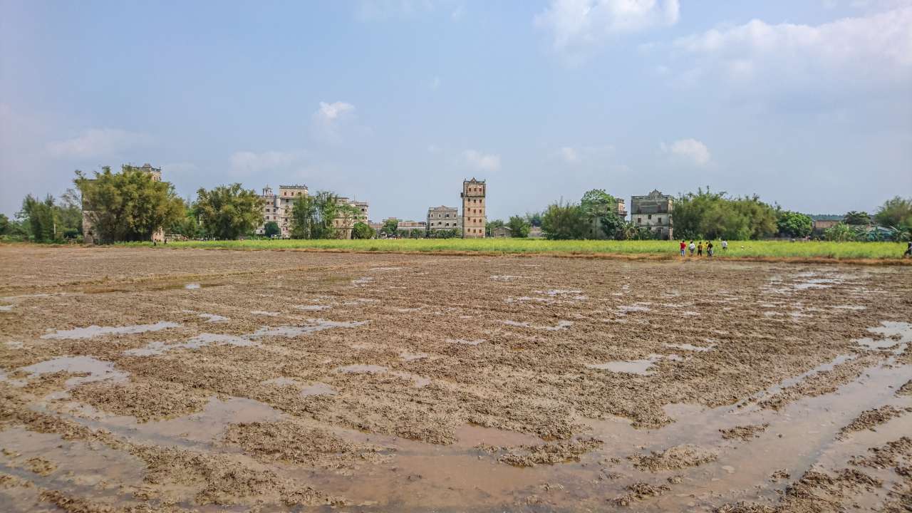 油菜花田下的自力村 旅游 自力村 开平 景点 碉楼 油菜田 油菜花