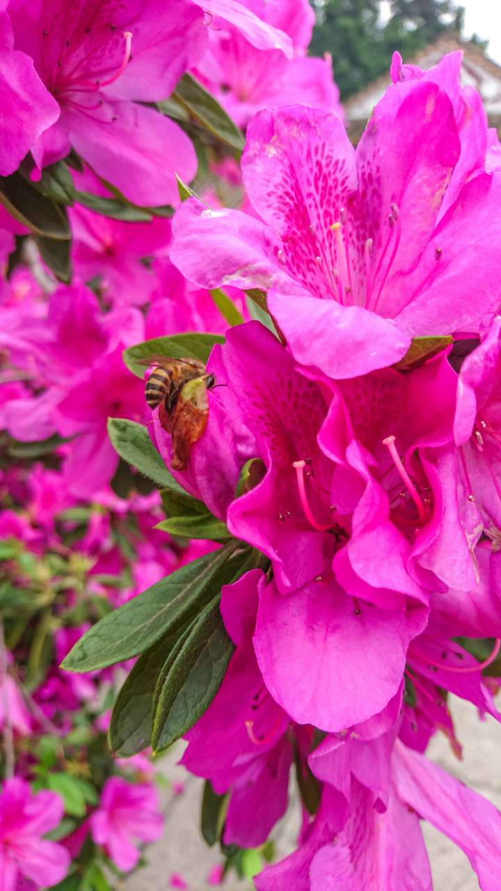 古色古香的逢简水乡和清辉园一天游 水乡 古乡 古镇 风景 旅游 顺德 逢简水乡 清辉园