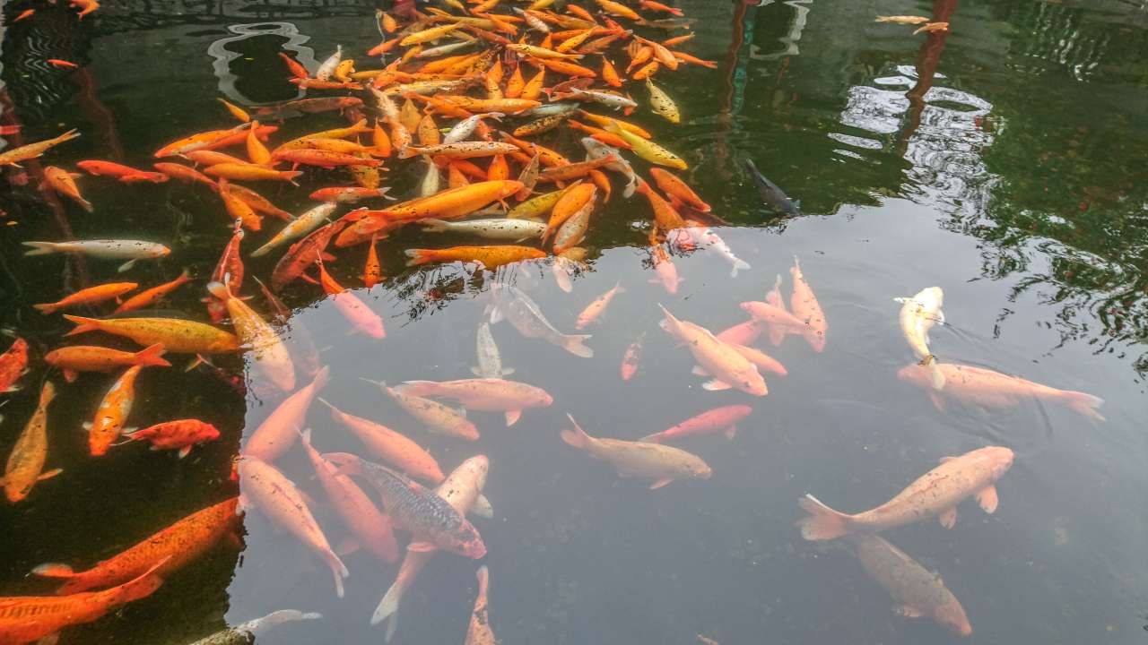 古色古香的逢简水乡和清辉园一天游 水乡 古乡 古镇 风景 旅游 顺德 逢简水乡 清辉园