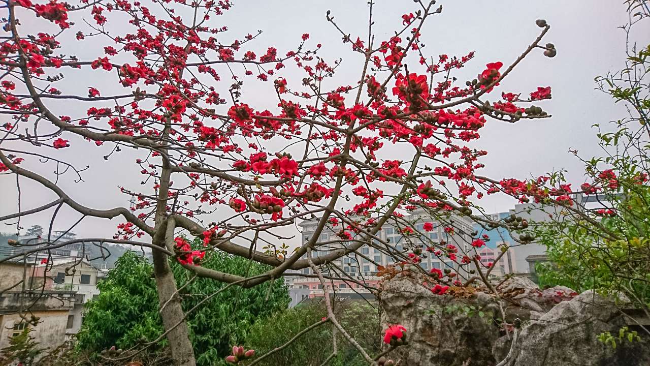 古色古香的逢简水乡和清辉园一天游 水乡 古乡 古镇 风景 旅游 顺德 逢简水乡 清辉园