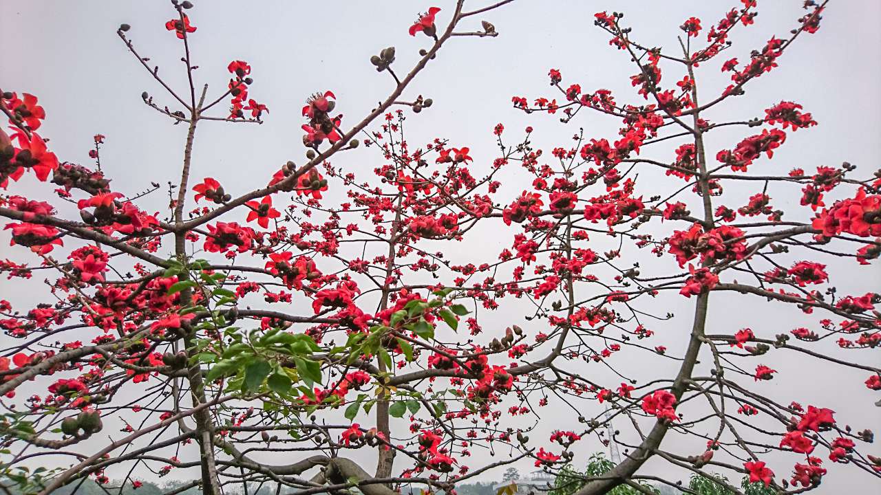 古色古香的逢简水乡和清辉园一天游 水乡 古乡 古镇 风景 旅游 顺德 逢简水乡 清辉园