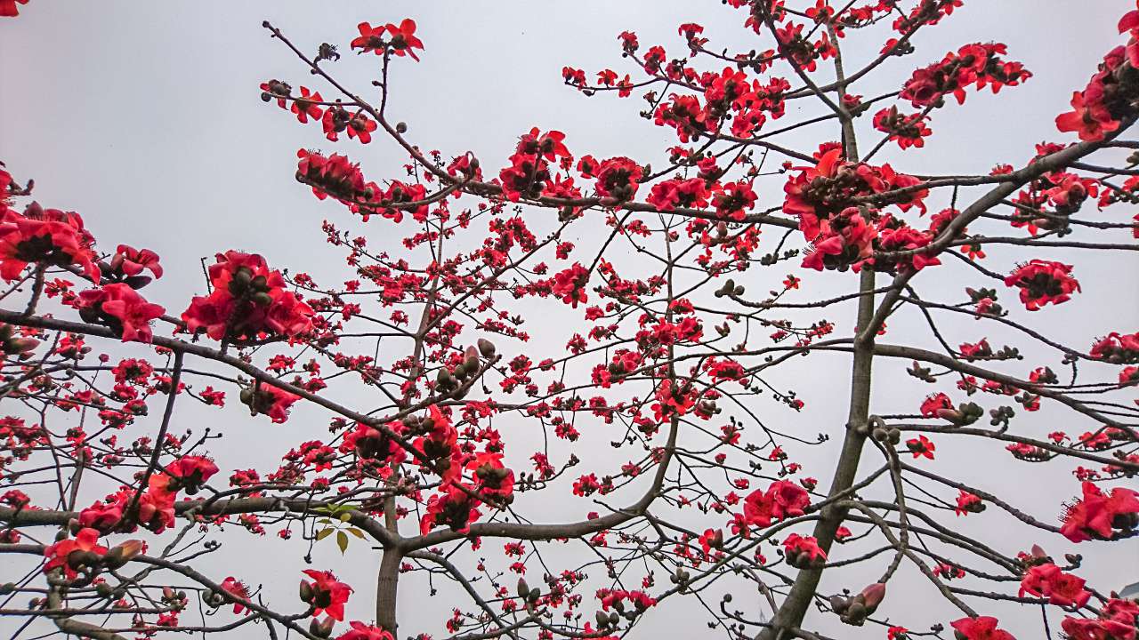 古色古香的逢简水乡和清辉园一天游 水乡 古乡 古镇 风景 旅游 顺德 逢简水乡 清辉园