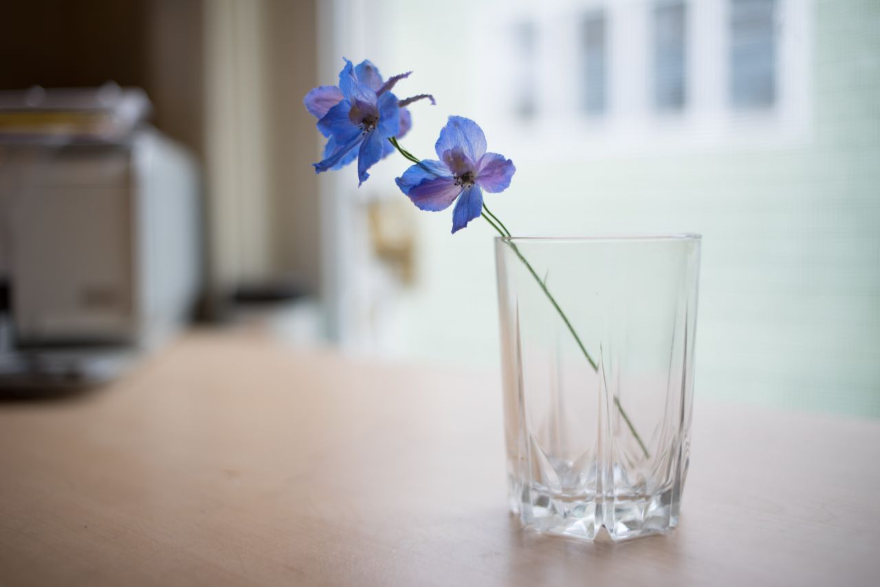 Vivitar 35mm F1.9 M42 胶片镜头，试镜篇2  花花 胶片镜头 植物 胶片 大光圈