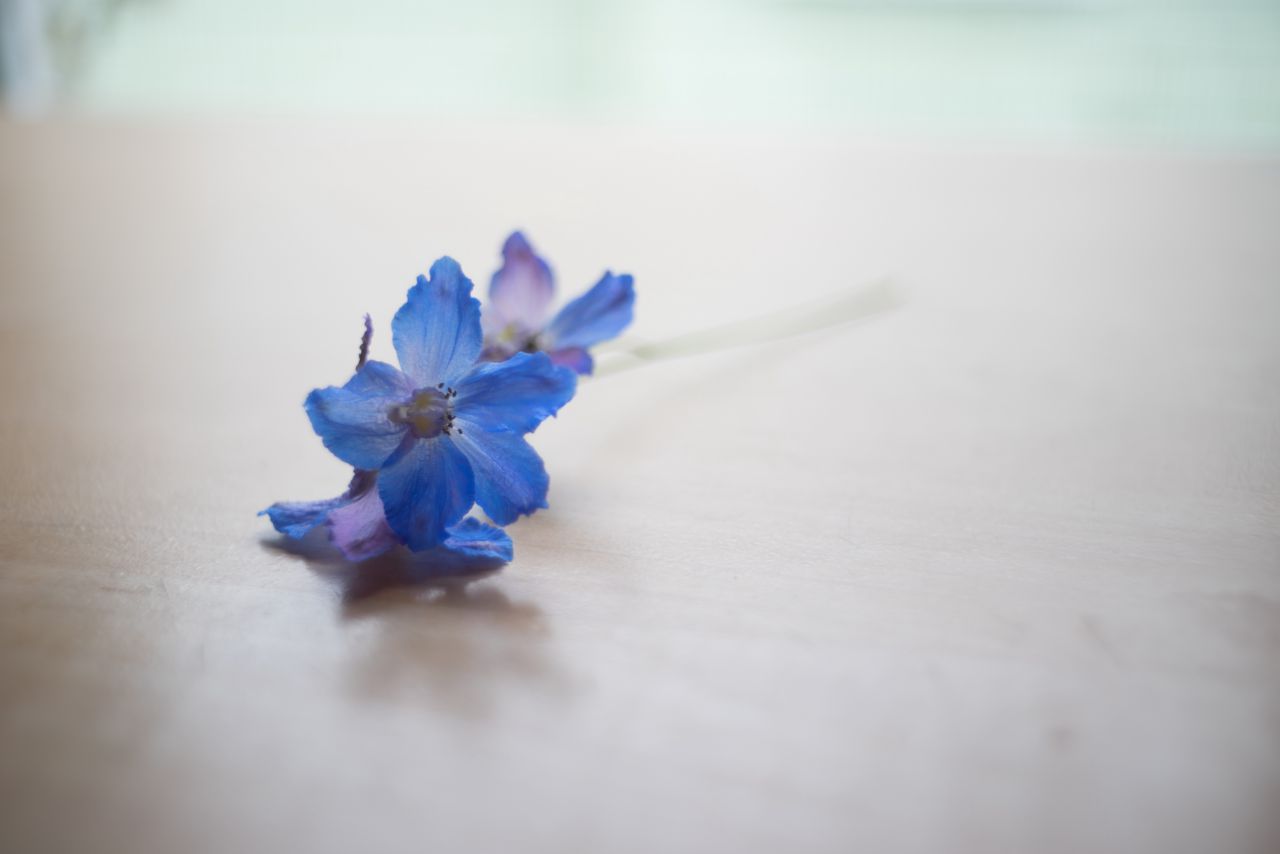 Vivitar 35mm F1.9 M42 胶片镜头，试镜篇2  花花 胶片镜头 植物 胶片 大光圈