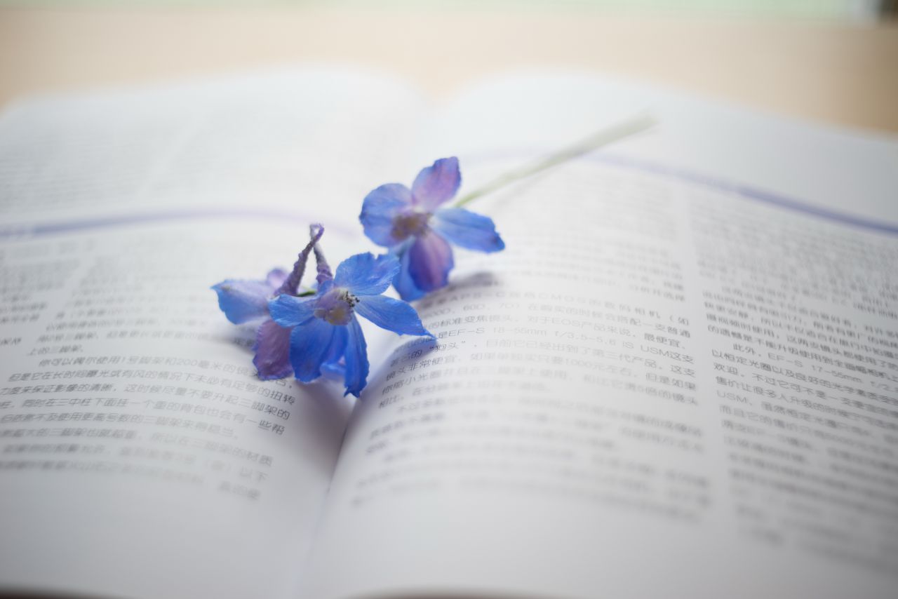 Vivitar 35mm F1.9 M42 胶片镜头，试镜篇2  花花 胶片镜头 植物 胶片 大光圈