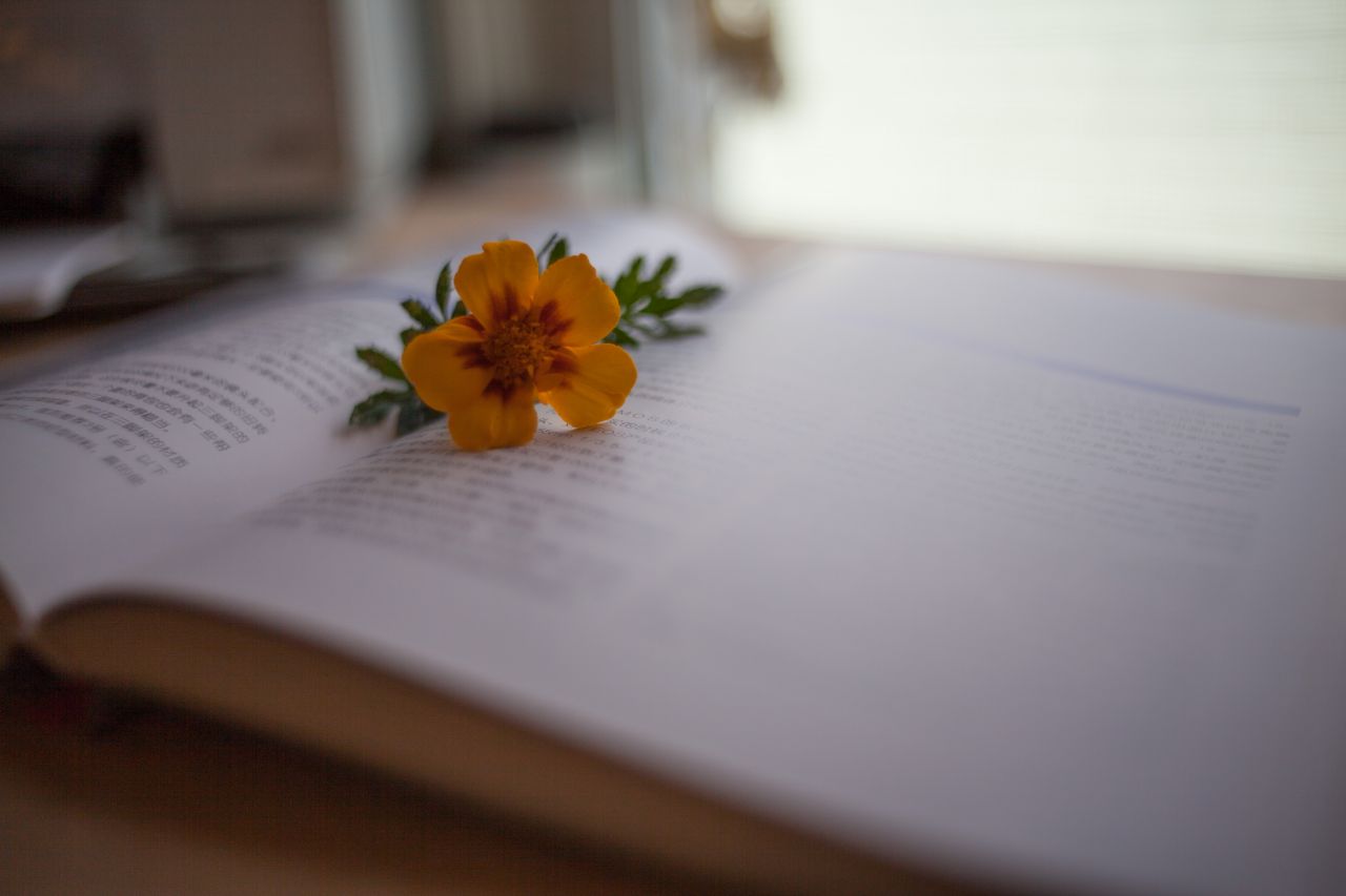 Vivitar 35mm F1.9 M42 胶片镜头，试镜篇1 家居，小清新 ，日系，Vivitar 35mm F1.9