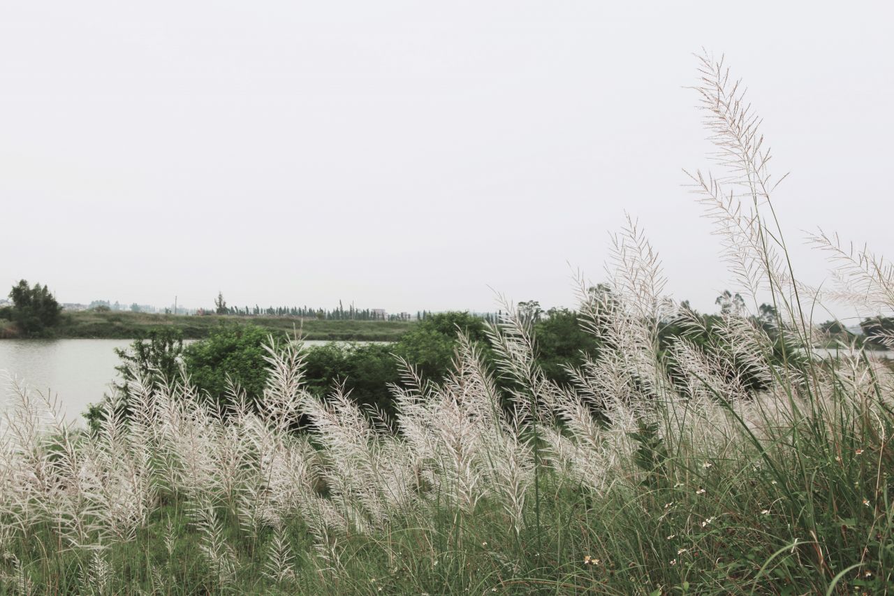 在乡村中走走更健康 交流度 田野
