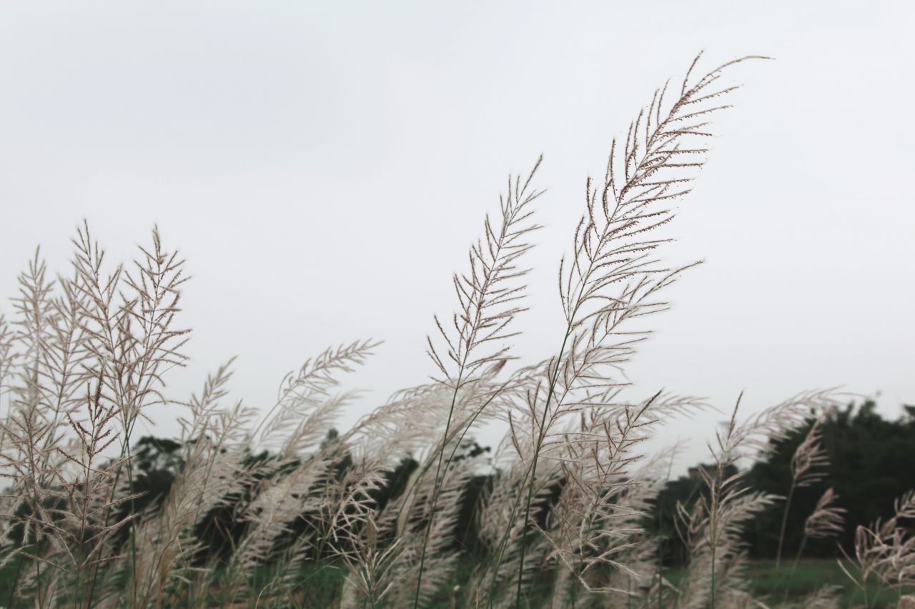 在乡村中走走更健康 交流度 田野