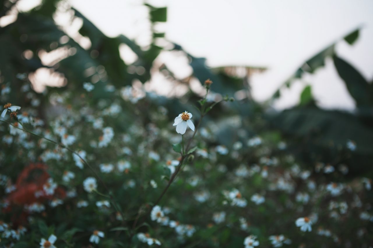 晚饭后的赤坎 赤坎 日落古镇 赤坎古镇 骑楼 碉楼 欧陆风情街 河南