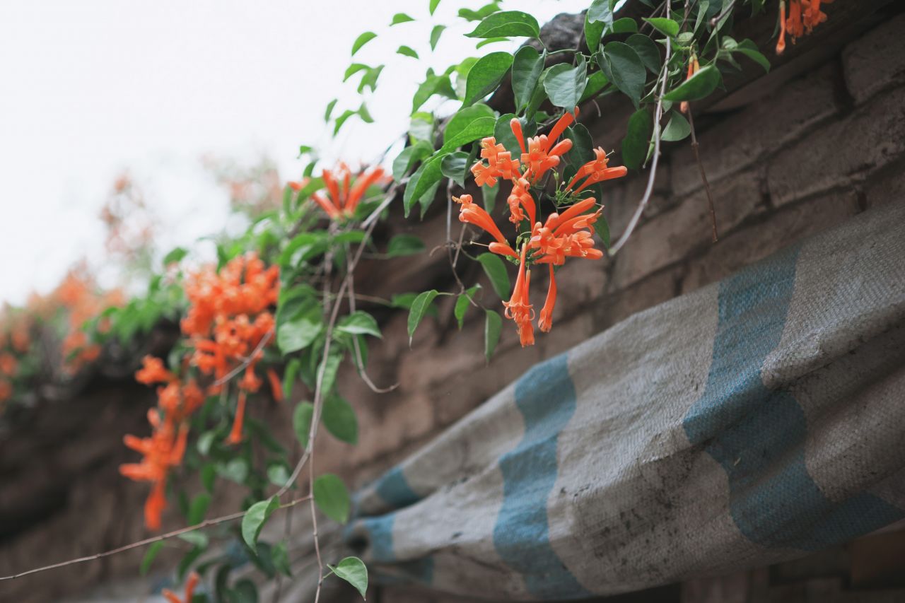 赤坎市场边闲拍 赤坎 市场 喇叭花 炮仗花 电站 电表