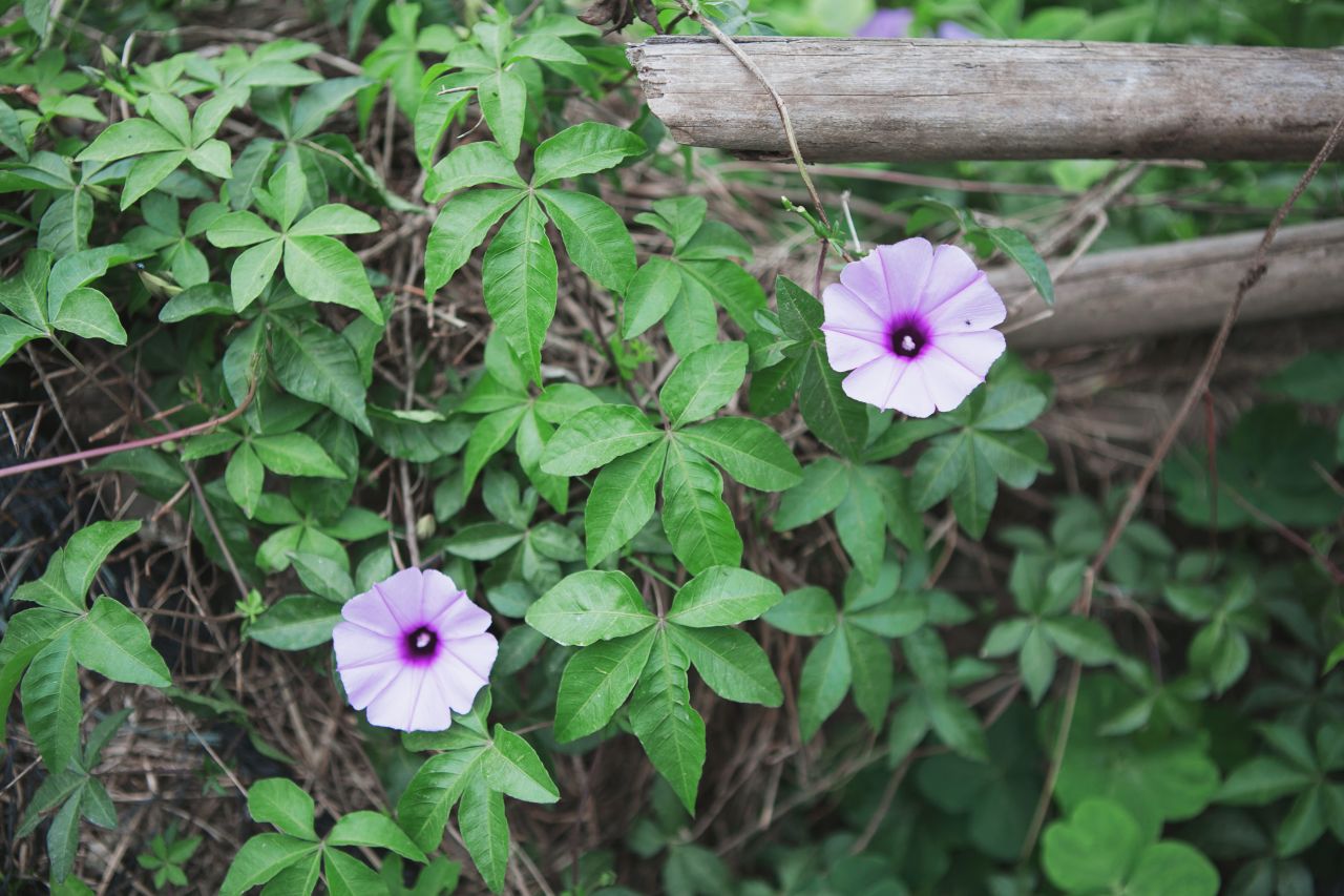 赤坎市场边闲拍 赤坎 市场 喇叭花 炮仗花 电站 电表