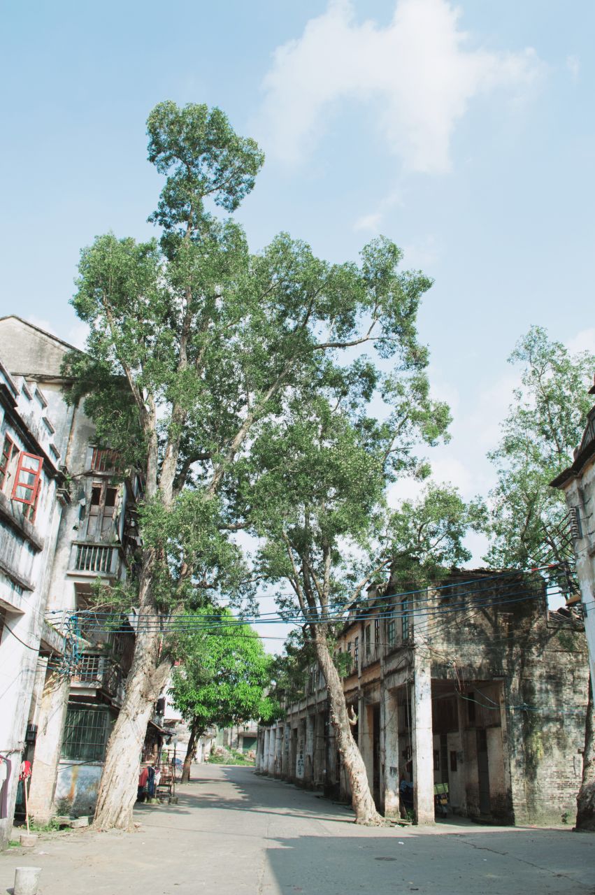 比以往更为晴朗的赤坎古镇 赤坎 尼康 D3200 楼顶 风光 风景 骑楼 开平 赤坎古镇 街景 街道