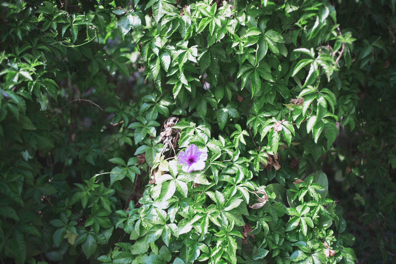 在遥远的乡村上 抽水机 船 乡村 农村 开平