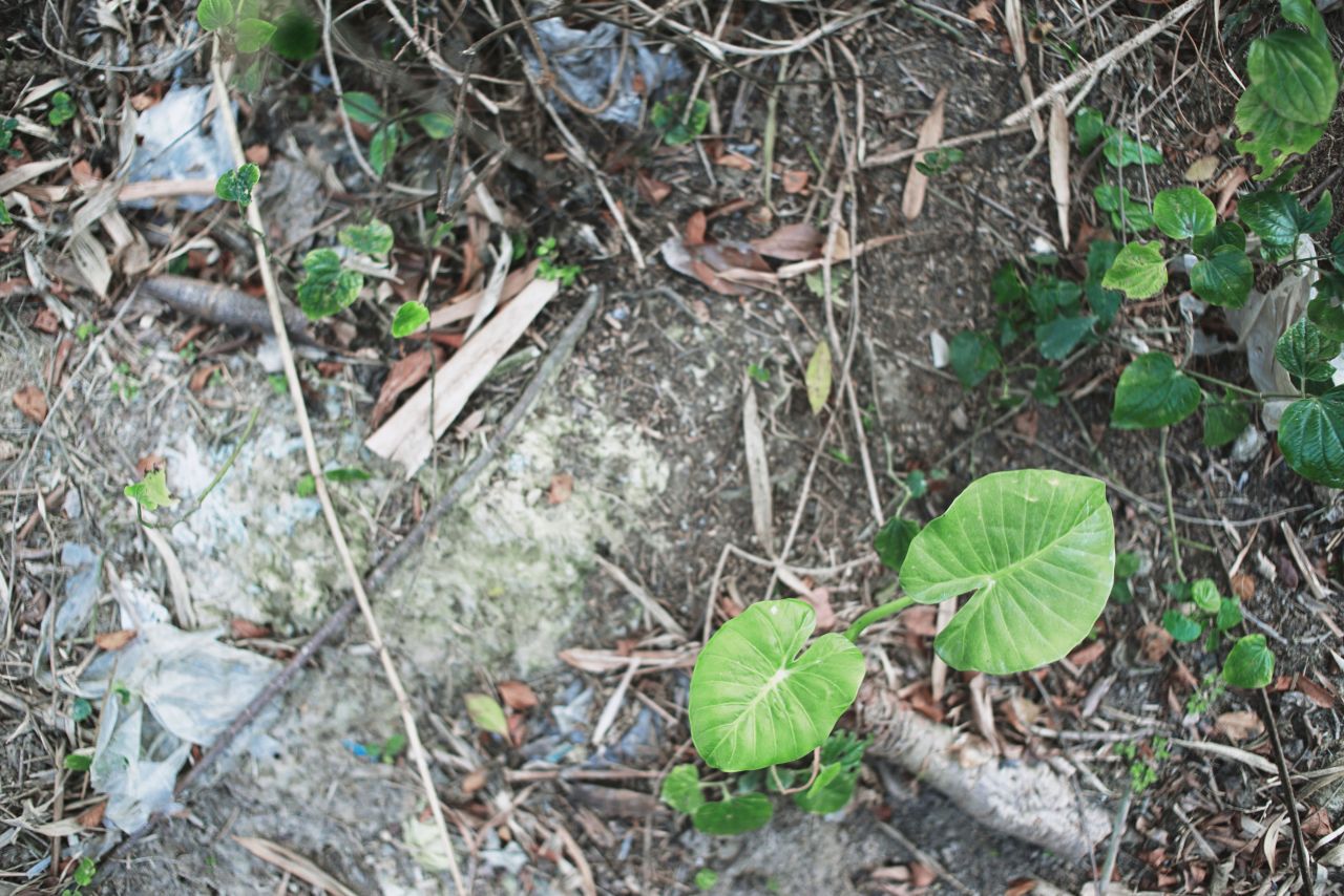 在遥远的乡村上 抽水机 船 乡村 农村 开平