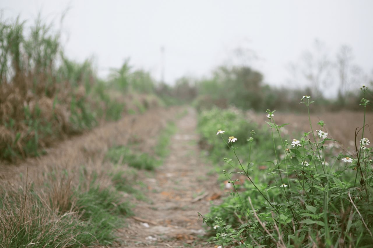 晚饭后的散步，自力村和立园 自立村 唐口 开平 碉楼 立园 散步