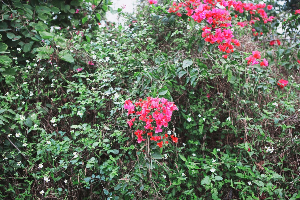 晚饭后的散步，自力村和立园 自立村 唐口 开平 碉楼 立园 散步