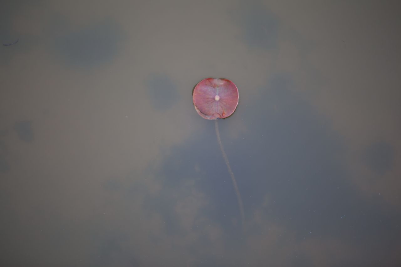 晚饭后的散步，自力村和立园 自立村 唐口 开平 碉楼 立园 散步