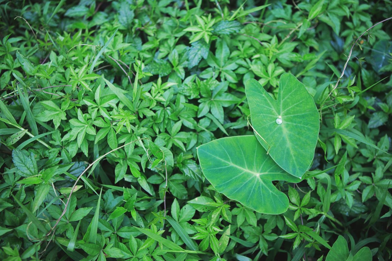晚饭后的散步，自力村和立园 自立村 唐口 开平 碉楼 立园 散步