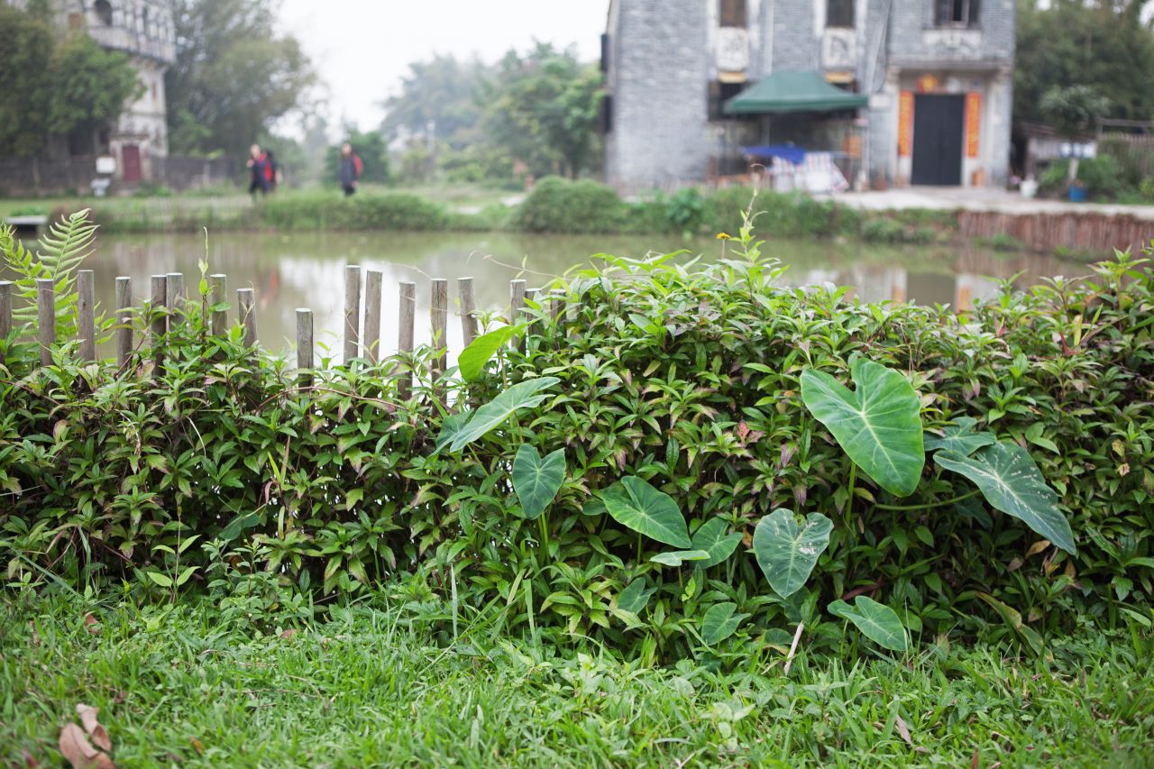 晚饭后的散步，自力村和立园 自立村 唐口 开平 碉楼 立园 散步