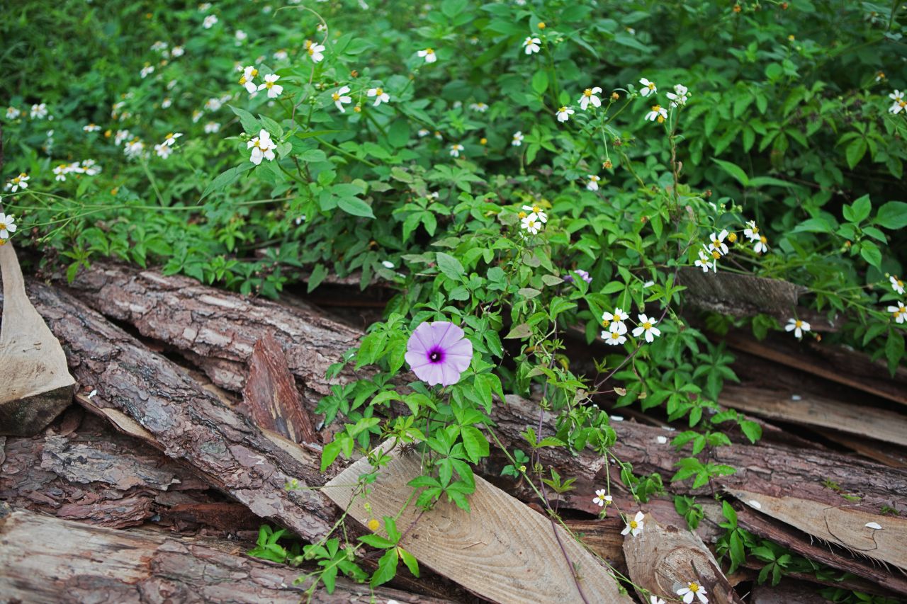 晚饭后的散步，自力村和立园 自立村 唐口 开平 碉楼 立园 散步