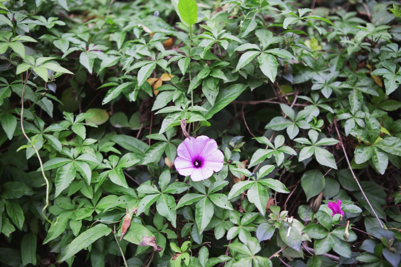 晚饭后的散步，自力村和立园 自立村 唐口 开平 碉楼 立园 散步