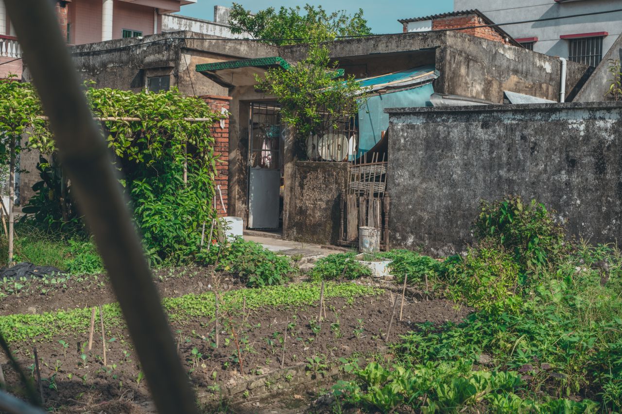 久违的大岭村 久违的大岭村