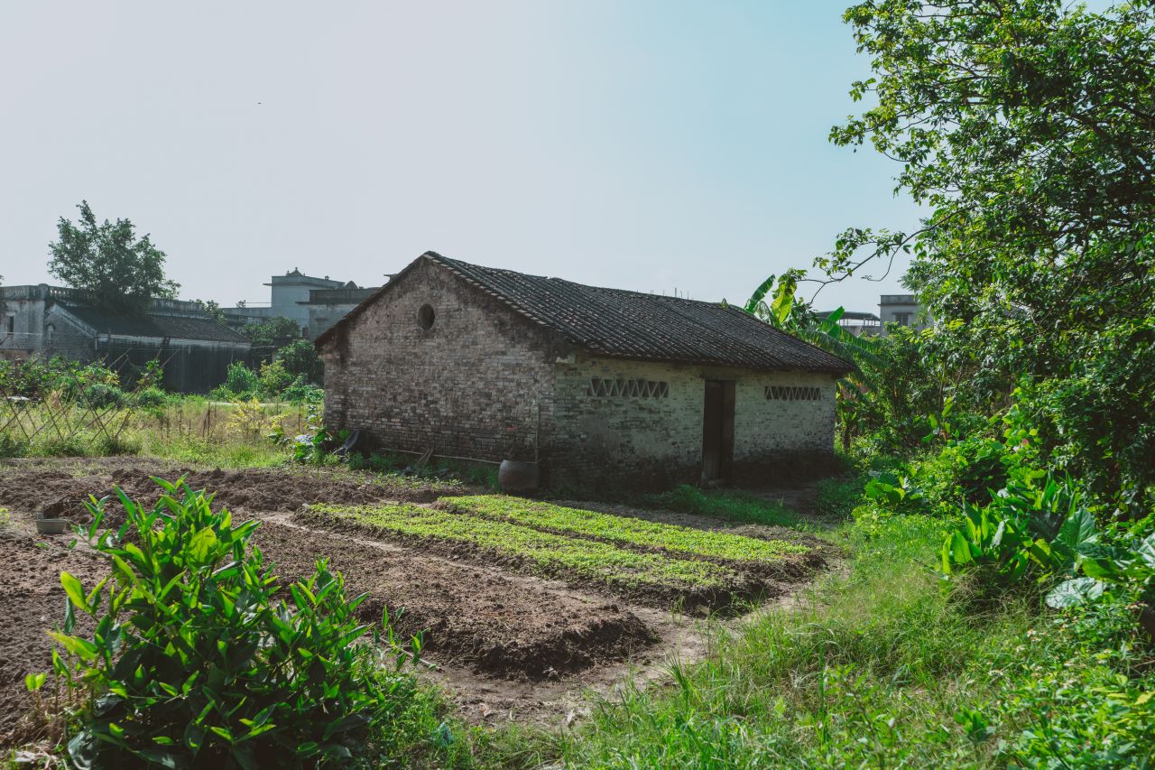 久违的大岭村 久违的大岭村