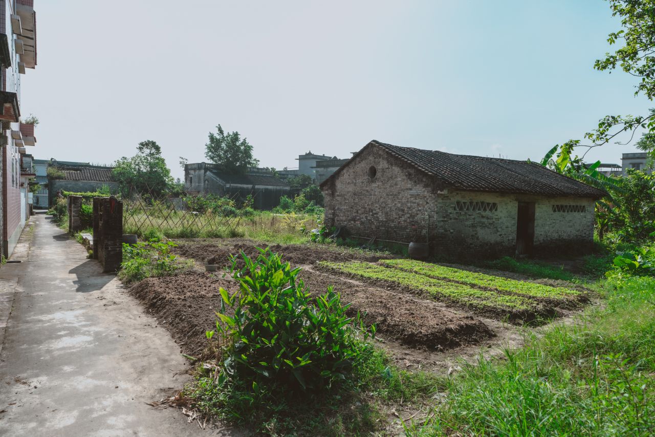 久违的大岭村 久违的大岭村