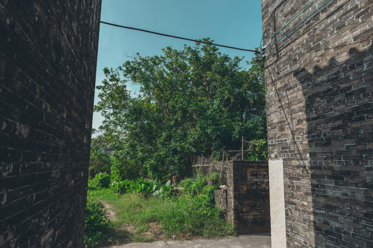 久违的大岭村 久违的大岭村