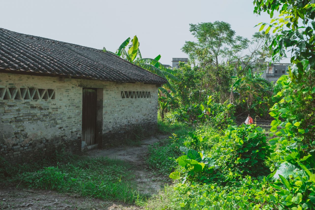 久违的大岭村 久违的大岭村
