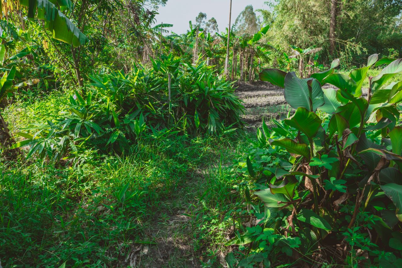 久违的大岭村 久违的大岭村