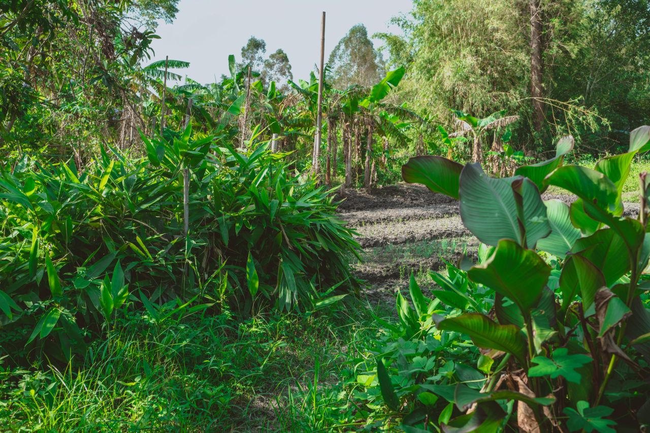 久违的大岭村 久违的大岭村