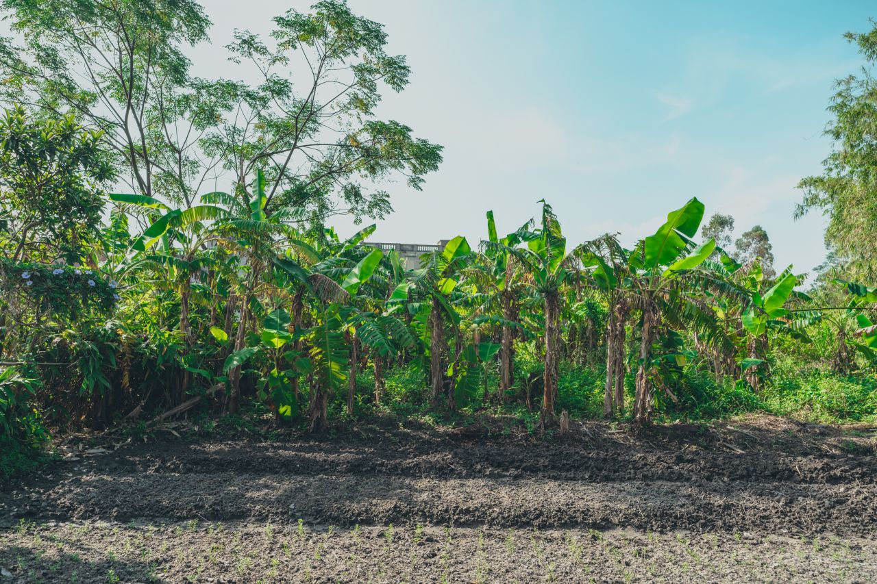 久违的大岭村 久违的大岭村