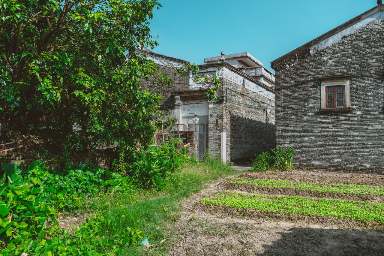 久违的大岭村 久违的大岭村